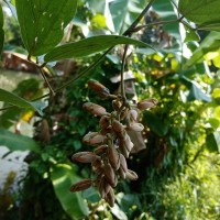 Mucuna atropurpurea (Roxb.) DC. ex Wight